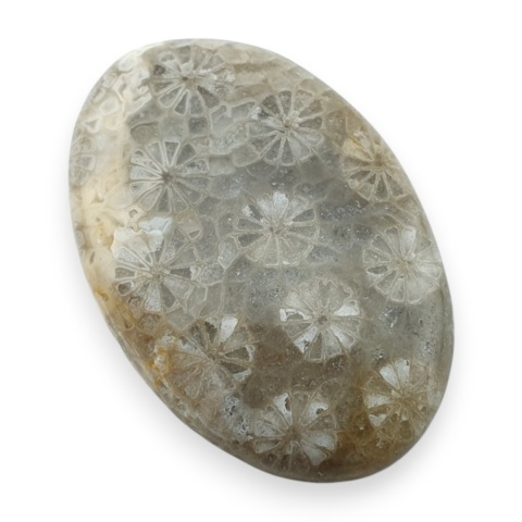 Fossil coral cabochon 29x19 mm no 28