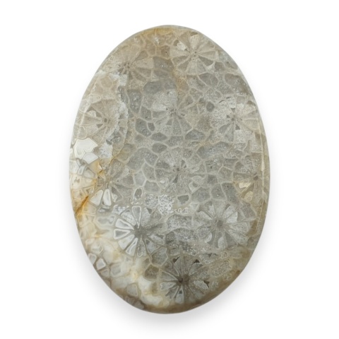 Fossil coral cabochon 29x19 mm no 28