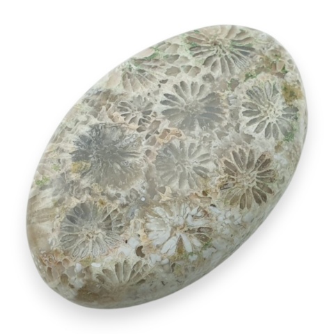 Fossil koralowiec kaboszon 29x19 mm nr 3