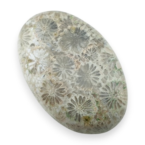 Fossil koralowiec kaboszon 29x19 mm nr 3
