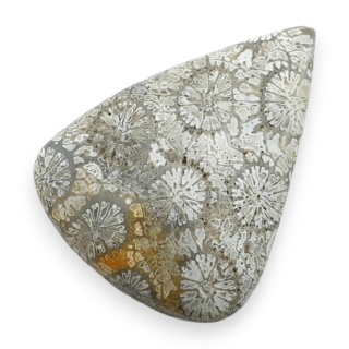Fossil coral cabochon 29x21 mm no 38