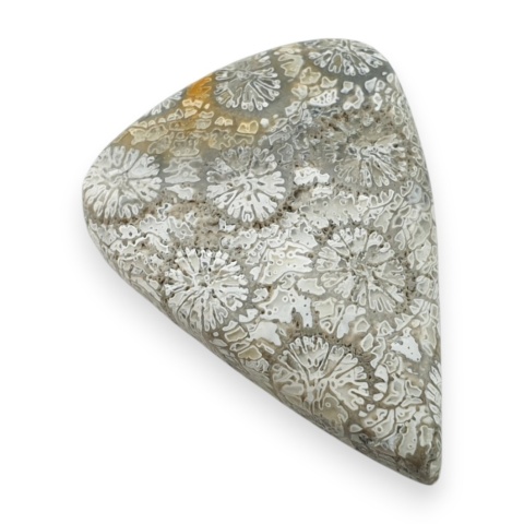 Fossil koralowiec kaboszon 29x21 mm nr 38
