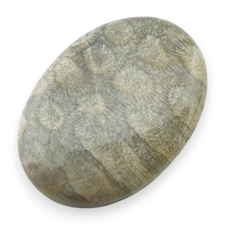 Fossil coral cabochon 29x21 mm no 55