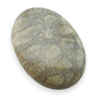 Fossil coral cabochon 29x21 mm no 55