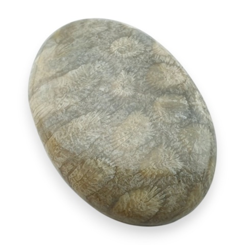 Fossil koralowiec kaboszon 29x21 mm nr 55