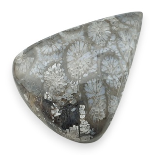 Fossil koralowiec kaboszon 29x22 mm nr 87
