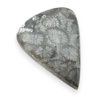 Fossil koralowiec kaboszon 29x22 mm nr 87