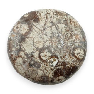 Jaspis leopardzi kaboszon fi 24 mm nr 97