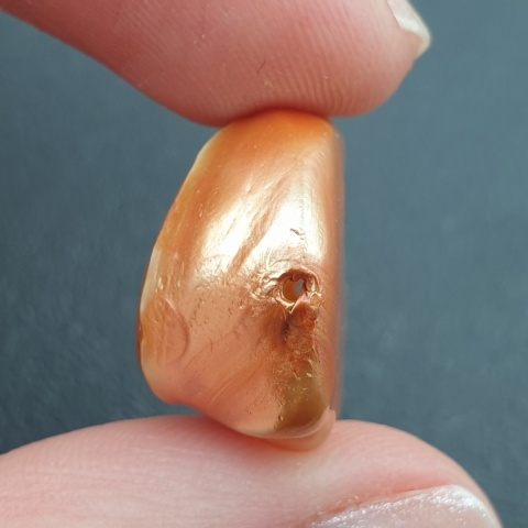 Seashell Nugget with Hole 22x17 mm no 165