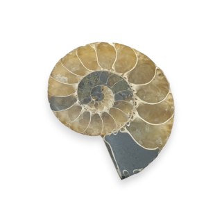 Amonit skamielina 31x26 mm nr 31