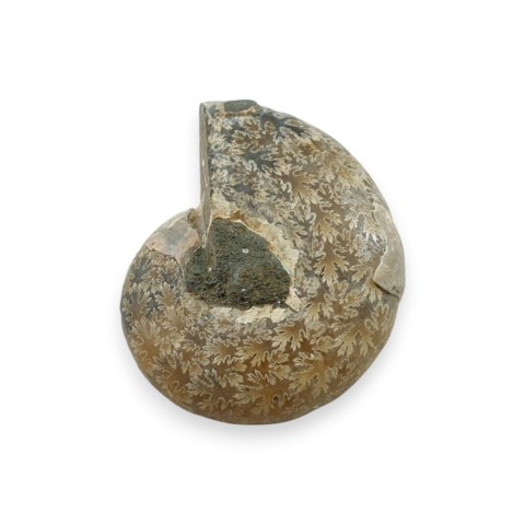 Amonit skamielina 31x26 mm nr 31