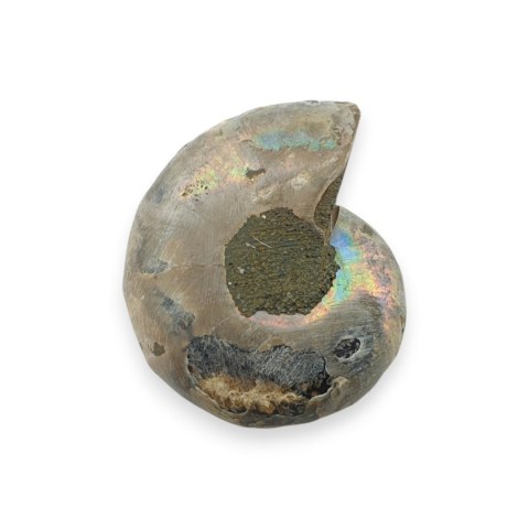 Amonit skamielina 32x26 mm nr 13