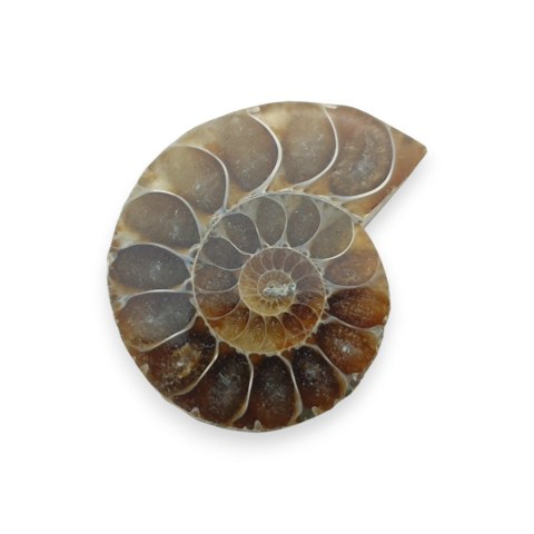 Amonit skamielina 32x26 mm nr 40