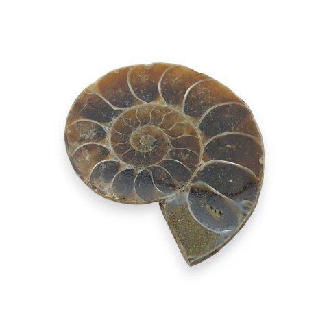 Amonit skamielina 32x27 mm nr 33