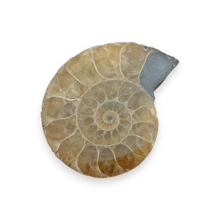 Amonit skamielina 32x27 mm nr 47