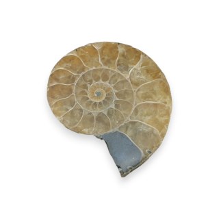 Amonit skamielina 32x27 mm nr 47