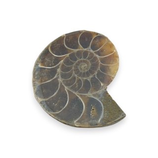 Amonit skamielina 32x27 mm nr 6