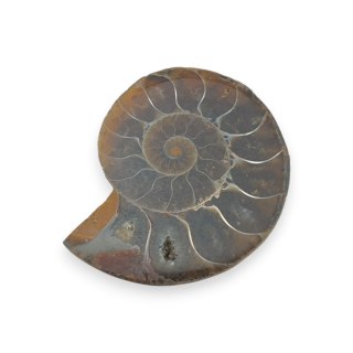 Amonit skamielina 33x27 mm nr 1