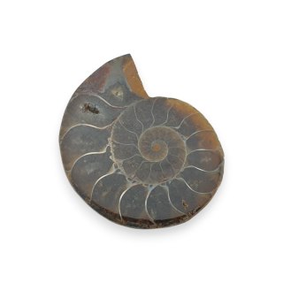 Amonit skamielina 33x27 mm nr 1