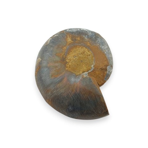 Amonit skamielina 33x27 mm nr 1
