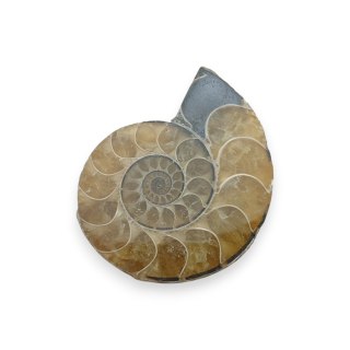 Amonit skamielina 33x27 mm nr 25