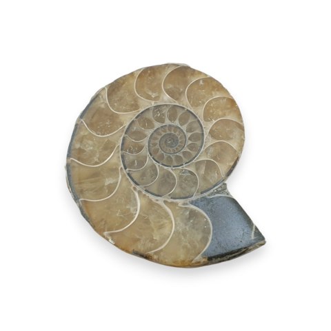 Amonit skamielina 33x27 mm nr 25