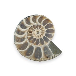 Amonit skamielina 33x27 mm nr 30