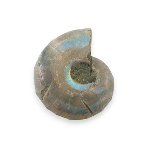 Amonit skamielina 33x27 mm nr 30