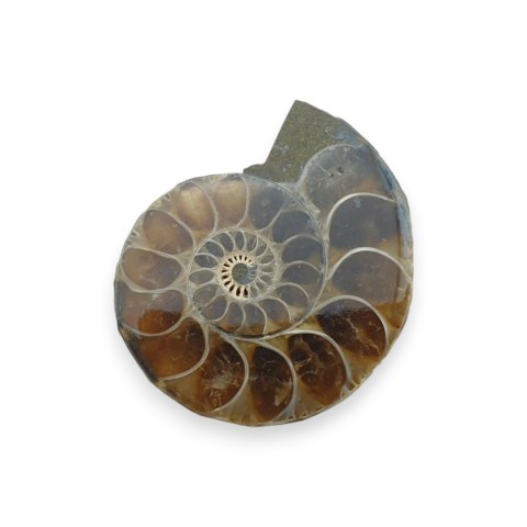 Amonit skamielina 33x27 mm nr 41