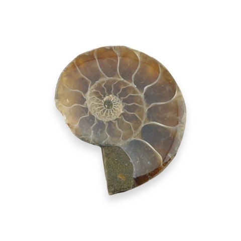 Amonit skamielina 33x27 mm nr 48