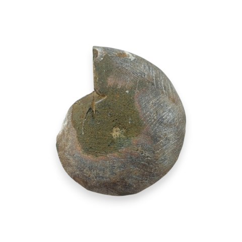 Amonit skamielina 33x27 mm nr 48