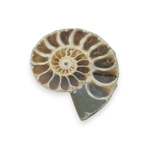 Amonit skamielina 33x28 mm nr 39