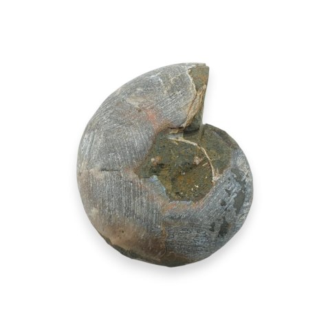 Amonit skamielina 34x28 mm nr 14