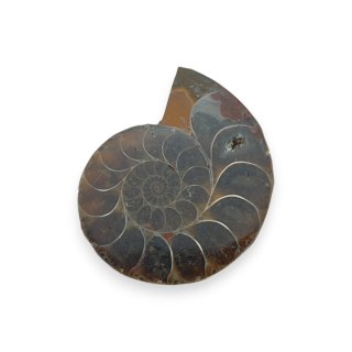 Amonit skamielina 34x28 mm nr 22