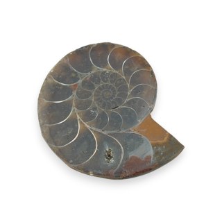 Amonit skamielina 34x28 mm nr 22