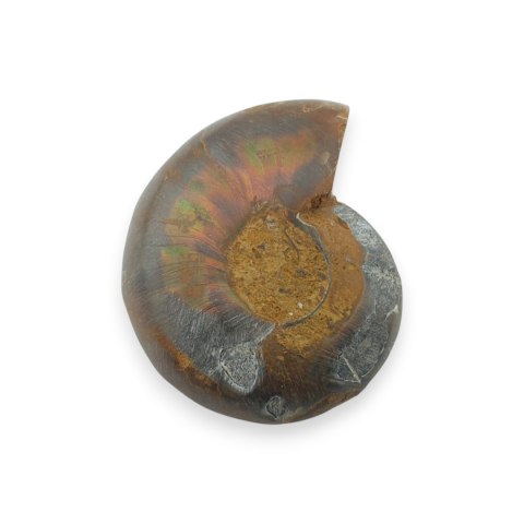 Amonit skamielina 34x28 mm nr 22