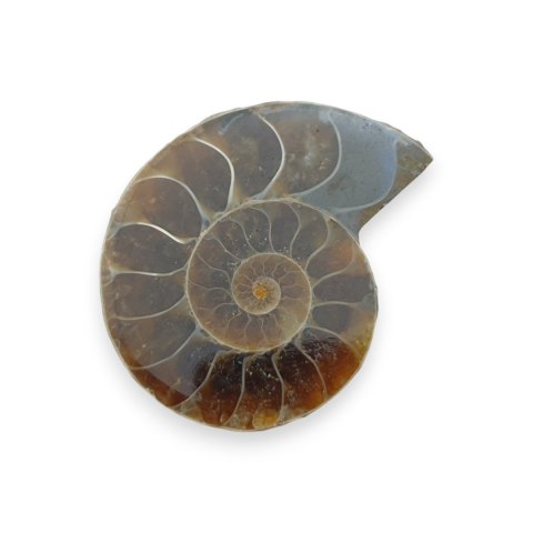 Amonit skamielina 34x28 mm nr 24