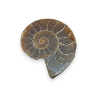 Amonit skamielina 34x28 mm nr 24