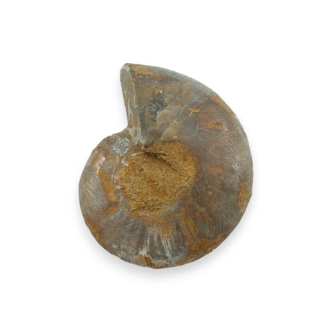 Amonit skamielina 34x28 mm nr 24