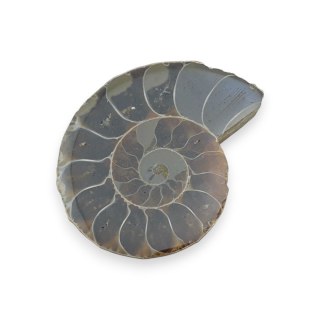 Amonit skamielina 34x28 mm nr 35