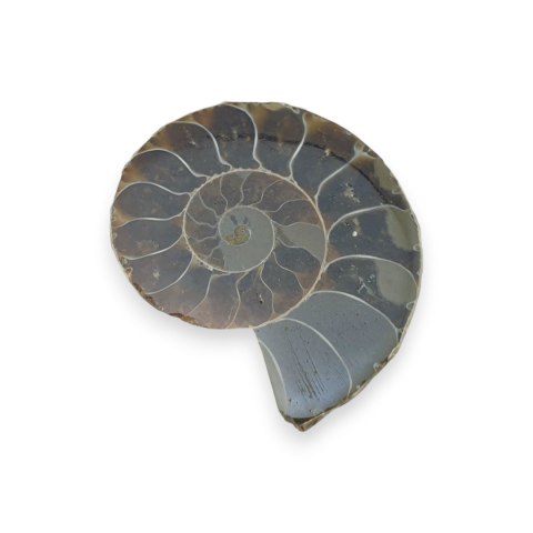 Amonit skamielina 34x28 mm nr 35