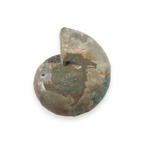 Amonit skamielina 34x28 mm nr 35