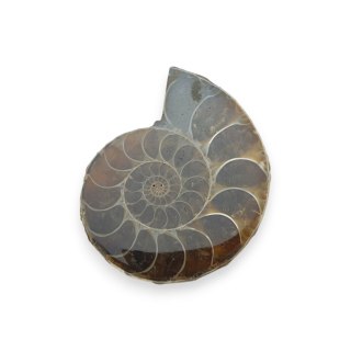 Amonit skamielina 34x29 mm nr 16