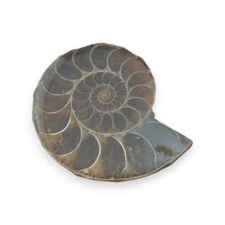 Amonit skamielina 34x29 mm nr 16