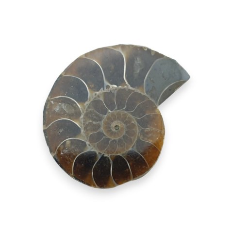 Amonit skamielina 35x28 mm nr 20