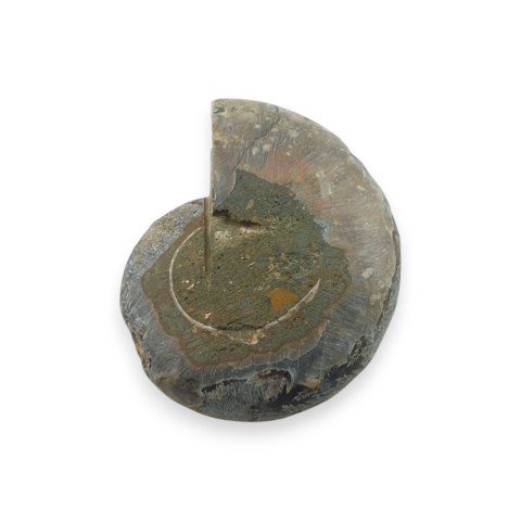 Amonit skamielina 35x28 mm nr 20