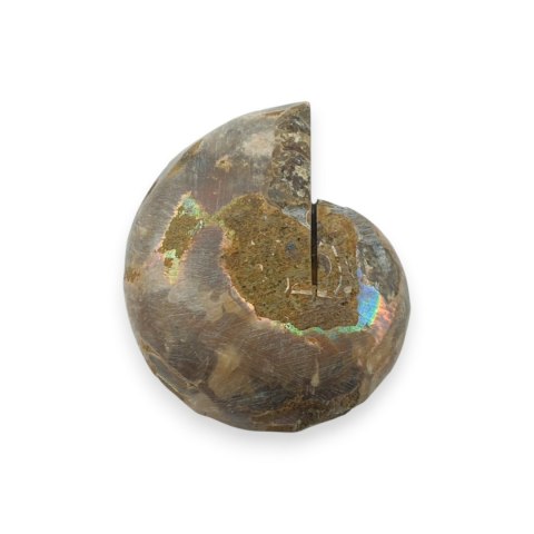 Amonit skamielina 35x28 mm nr 46