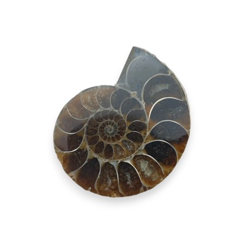 Amonit skamielina 35x28 mm nr 9