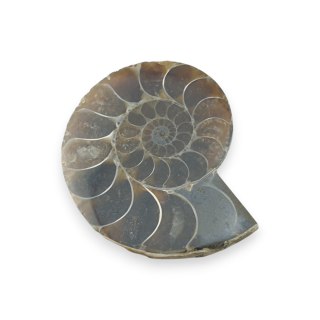Amonit skamielina 35x28 mm nr 9