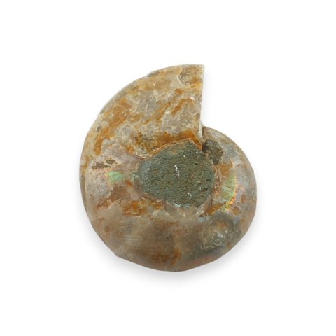 Amonit skamielina 35x29 mm nr 38